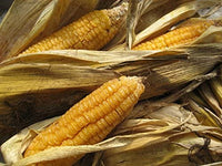 Corn Seeds,  Ashworth Sweet Corn Seeds, "COOL BEANS N SPROUTS" Brand. Home Gardening. - Cool Beans & Sprouts