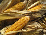 Corn Seeds,  Ashworth Sweet Corn Seeds, "COOL BEANS N SPROUTS" Brand. Home Gardening. - Cool Beans & Sprouts