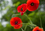 Poppy Flower Seeds, Corn Poppy Flower Seeds, "COOL BEANS N SPROUTS" Brand. Home Gardening. - Cool Beans & Sprouts