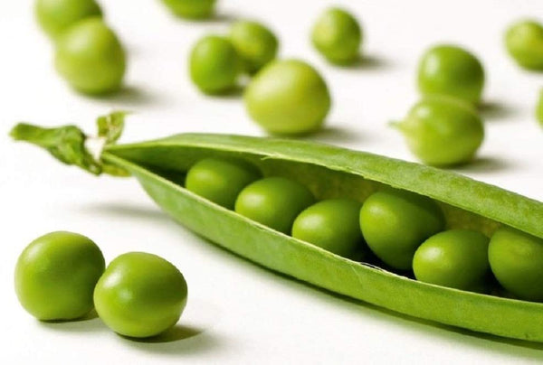 Pea Seeds,Early Alaska Pea Seeds,"COOL BEANS N SPROUTS" Brand. Heirloom. Non-GMO. Home Gardening. - Cool Beans & Sprouts