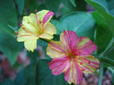 Four O'Clock Marvel of Peru  Flower Seeds ,"COOL BEANS N SPROUTS" Brand. Home Gardening. - Cool Beans & Sprouts