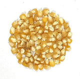 Corn Seeds,  Ashworth Sweet Corn Seeds, "COOL BEANS N SPROUTS" Brand. Home Gardening. - Cool Beans & Sprouts