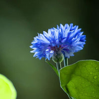 Bachelor Button Seeds ,  Tall Blue Bachelors Button Flower Seeds,"COOL BEANS N SPROUTS" Brand. Home Gardening. - Cool Beans & Sprouts