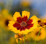 Coreopsis Seeds ,  Plains Coreopsis Flower Seeds,"COOL BEANS N SPROUTS" Brand. Home Gardening. - Cool Beans & Sprouts