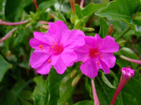 Four O Clock Flower Seeds,  Pink Four O' Clock Flower Seeds,"Cool BEANSN Sprouts" Brand. Home Gardening. - Cool Beans & Sprouts