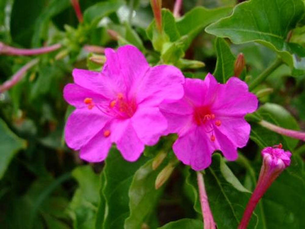 Four O Clock Flower Seeds,  Pink Four O' Clock Flower Seeds,"Cool BEANSN Sprouts" Brand. Home Gardening. - Cool Beans & Sprouts