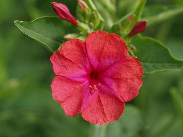 Four O'Clock Red Flower Seeds,"COOL BEANS N SPROUTS" Brand. Home Gardening. - Cool Beans & Sprouts