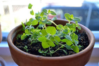 Oregano Herb Seeds, Oregano Seeds,"Cool Beans N SPROUST" Brand. Home Gardening. - Cool Beans & Sprouts