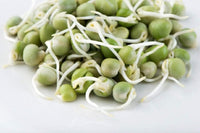Green Pea Seeds for Sprouting Microgreens, "COOL BEANS n SPROUTS" Brand, A superfood Packed with antioxidants and Health-Promoting nutrients. A Small Town Family Run USA Business.Thank You ! - Cool Beans & Sprouts