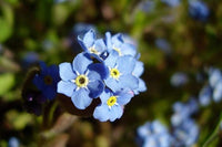 Forget-Me-Not Flower Seeds,"COOL BEANS N SPROUTS" Brand. Home Gardening. - Cool Beans & Sprouts
