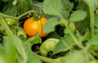 Tomato Seeds , Jubilee Tomato Seeds,"COOL BEANS N SPROUTS" Brand. Heirloom. Non-GMO. Home Gardening. - Cool Beans & Sprouts