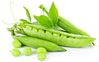 Pea Seeds,  Thomas Laxton Pea Seeds,"COOL BEANS N SPROUTS" Brand. Home Gardening. - Cool Beans & Sprouts