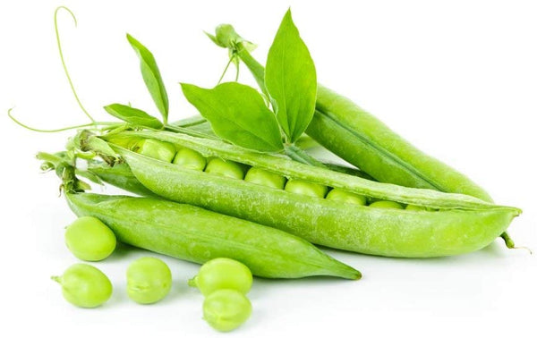 Pea Seeds,  Thomas Laxton Pea Seeds,"COOL BEANS N SPROUTS" Brand. Home Gardening. - Cool Beans & Sprouts