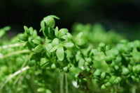 Cress Herb Seeds,  Curled Cress Herb Seeds, "COOL BEANS N SPROUTS" Brand. Home Gardening. - Cool Beans & Sprouts