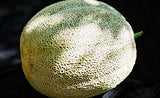 Melon Seeds, Hales Best Jumbo Melon, Cantaloupe Seeds, "COOL BEANS N SPROUTS" Brand. Heirloom. Non-GMO. Home Gardening. - Cool Beans & Sprouts