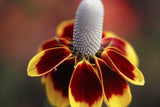 Mexican Hat, Yellow Mexican Hat Flower Seed, ."Cool Beans N Sprouts" Brand. Home Gardening. - Cool Beans & Sprouts