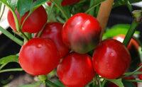 Pepper Seeds, Red Sweet Cherry Pepper Seeds,"COOL BEANS N SPROUTS" Brand. Home Gardening. - Cool Beans & Sprouts