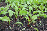 Cylindra Beet Seeds,"COOL BEANS N SPROUTS" Brand. Home Gardening. - Cool Beans & Sprouts