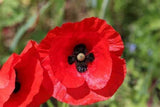 Poppy Flower Seeds, Flanders Poppy Flower Seeds, "COOL BEANS N SPROUTS" Brand. Home Gardening. - Cool Beans & Sprouts