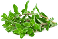 Marjoram Herb Seeds, Sweet Marjoram Seeds, "COOL BEANS N SPROUTS" Brand. Home Gardening. - Cool Beans & Sprouts