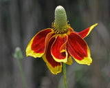 Mexican Hat, Yellow Mexican Hat Flower Seed, ."Cool Beans N Sprouts" Brand. Home Gardening. - Cool Beans & Sprouts