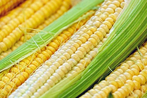 Corn Seeds,  Bantam Corn Seeds, "COOL BEANS N SPROUTS" Brand. Home Gardening. - Cool Beans & Sprouts