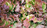 Lettuce Seeds,  Prizehead Lettuce Seeds,"COOL BEANS N SPROUTS" Brand. Home Gardening. - Cool Beans & Sprouts