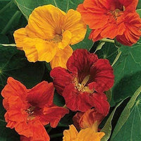 Nasturtium Flower Seeds,  Nasturtium Dwarf Jewel Mix Flower Seeds, "COOL BEANS N SPROUTS" Brand. Home Gardening. - Cool Beans & Sprouts