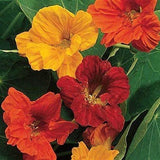 Nasturtium Flower Seeds,  Nasturtium Dwarf Jewel Mix Flower Seeds, "COOL BEANS N SPROUTS" Brand. Home Gardening. - Cool Beans & Sprouts