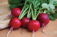 Radish Seeds, Cherry Belle Radish Seeds,"COOL BEANS N SPROUTS" Brand. Heirloom. Non-GMO. Home Gardening. - Cool Beans & Sprouts