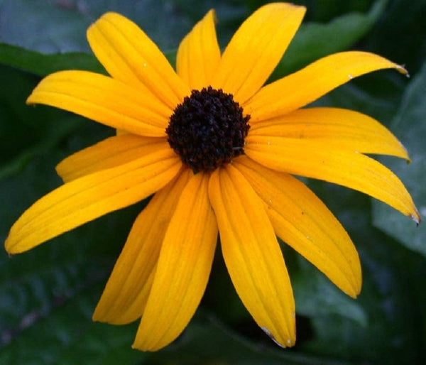Black-Eyed Susan Flower Seeds,  "COOL BEANS N SPROUTS" Brand. Home Gardening. - Cool Beans & Sprouts