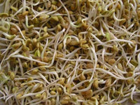 Fenugreek Seeds for Sprouting Microgreens, A Rich Source of Vitamins and Minerals and Health-Promoting Nutrients! "COOL BEANS N SPROUTS" Brand, A Small Town Family Run USA Business - Cool Beans & Sprouts