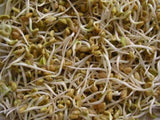 Fenugreek Seeds for Sprouting Microgreens, A Rich Source of Vitamins and Minerals and Health-Promoting Nutrients! "COOL BEANS N SPROUTS" Brand, A Small Town Family Run USA Business - Cool Beans & Sprouts