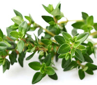 Thyme Herb Seeds,"COOL BEANS N SPROUTS" Brand. Herb. Non-GMO. Home Gardening. - Cool Beans & Sprouts