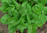 Swiss Chard Seeds, Perpetual Spinach Swiss Chard Seeds,"COOL BEANS N SPROUTS" Brand. Heirloom. Non-GMO. Home Gardening. - Cool Beans & Sprouts