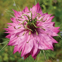 Love in a Mist Flower Seeds , Love in a Mist pink , Nigella Damascena Flower Seeds, "COOL BEANS N SPROUTS" Brand. Home Gardening. - Cool Beans & Sprouts