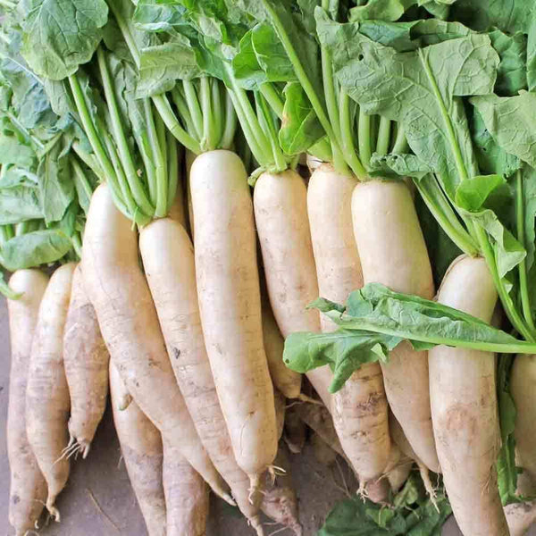 Radish Seeds . Japanese Minowase (Daikon) Radish Seed, Non-GMO, " COOL BEANS N SPROUTS BRAND"Jacobs Ladder Ent. - Cool Beans & Sprouts