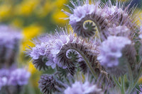 Lacy Phacelia Flower Seeds,"COOL BEANS N SPROUTS" Brand. Home Gardening. - Cool Beans & Sprouts