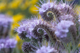 Lacy Phacelia Flower Seeds,"COOL BEANS N SPROUTS" Brand. Home Gardening. - Cool Beans & Sprouts