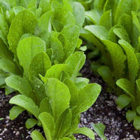 Lettuce Seeds,  Parris Island Romaine Lettuce Seeds ,"COOL BEANS N SPROUTS" Brand. Home Gardening. - Cool Beans & Sprouts