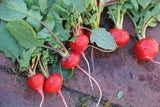 Radish Seeds ,  Champion Radish Seeds,"COOL BEANS N SPROUTS" Brand. Heirloom. Non-GMO. Home Gardening. - Cool Beans & Sprouts