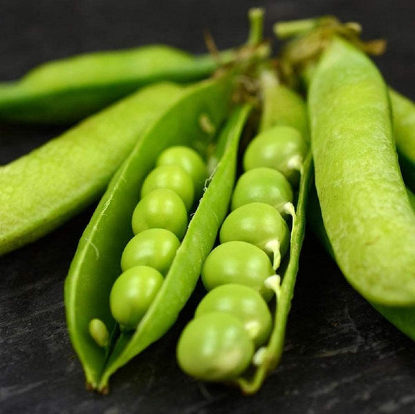 Pea Seeds, Little Marvel Pea Seeds,"COOL BEANS N SPROUTS" Brand. Heirloom. Non-GMO. Home Gardening. - Cool Beans & Sprouts