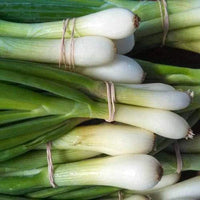 Onion Seeds, Tokyo Long White Bunching Onion Seeds, "COOL BEANS N SPROUTS" Brand. Home Gardening. - Cool Beans & Sprouts