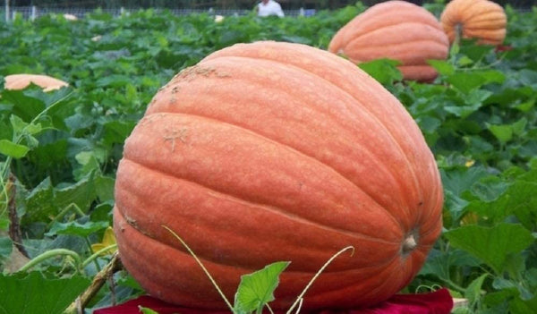 Pumpkin Seeds, Big Max Pumpkin Seeds,"COOL BEANS N SPROUTS" Brand. Heirloom. Non-GMO. Home Gardening. - Cool Beans & Sprouts
