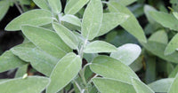 Sage herb Seeds, Broadleaf Sage Seeds, "COOL BEANS N SPROUTS" Brand. Herb. Heirloom. Non-GMO. Home Gardening. - Cool Beans & Sprouts