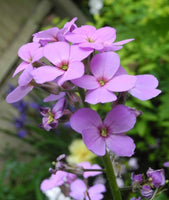 Dame's Rocker Purple  Flower Seeds, "COOL BEANS N SPROUTS" Brand. Home Gardening. - Cool Beans & Sprouts