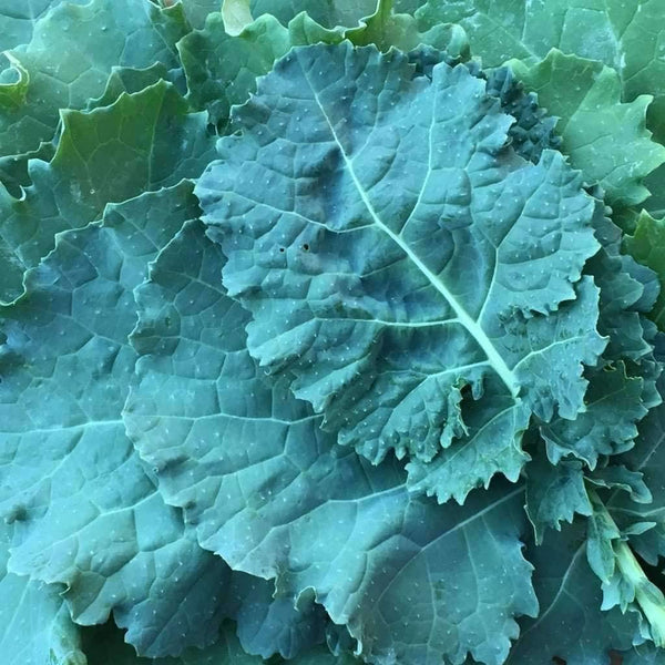Kale Seeds, Premier Kale Seeds,"COOL BEANS N SPROUTS" Brand. Home Gardening. - Cool Beans & Sprouts