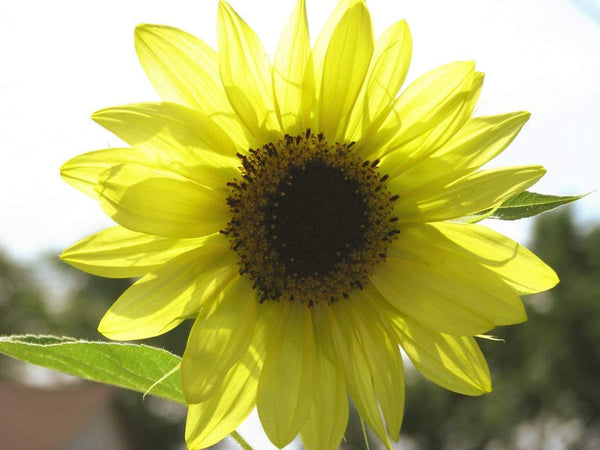 Sunflower Flower Seeds,  Lemon Queen Sunflower Seeds, "COOL BEANS N SPROUTS" Brand. Home Gardening. - Cool Beans & Sprouts