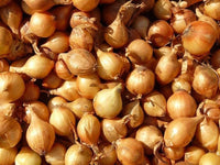 Onion Seeds,  Texas Early Grano Onion Seeds,"COOL BEANS N SPROUTS" Brand. Home Gardening. - Cool Beans & Sprouts