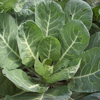 Collard Green Seeds ,  Vates Collard Green Seeds,"COOL BEANS N SPROUTS" Brand. Home Gardening. - Cool Beans & Sprouts